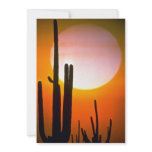 Saguaro cactus, Sonoran Desert, U.S.A. Desert invitations