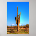 Saguaro Posters