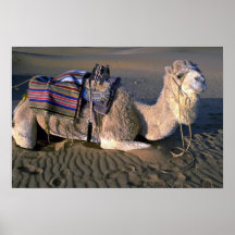 Sahara Desert near Merzouga, Morocco Poster