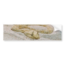 Saharan Horned Desert Viper Cerastes cerastes Bumper Sticker