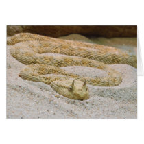 Saharan Horned Desert Viper Cerastes cerastes Cards