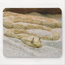 Saharan Horned Desert Viper Cerastes cerastes Mouse Pad