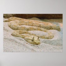 Saharan Horned Desert Viper Cerastes Cerastes Posters