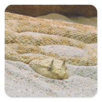Saharan Horned Desert Viper Cerastes Cerastes Square Sticker