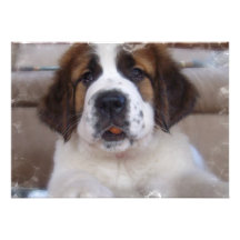 Saint Bernard Dog Invitation