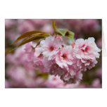 Sakura Blossoms Greeting Card