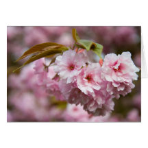 Sakura Blossoms Greeting Card