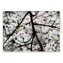 Sakura_card