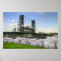 Sakura Cherry Blossoms in Spring Poster