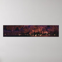 Sakura (Night) Panorama Posters