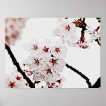 SAKURA PHOTOGRAPHY posters