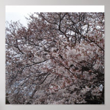 sakura posters