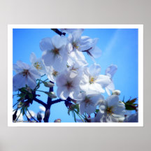 Sakura Posters