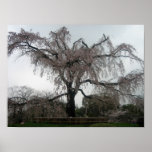 Sakura tree, Kyoto posters