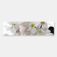 Sakura White Bumper Stickers