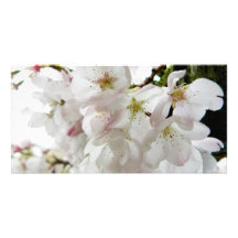Sakura White Photo Greeting Card