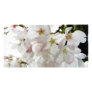 Sakura White Photo Greeting Card