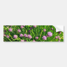 Salad Onion Blooming with Purple Blossoms Bumper Sticker