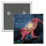 Sally Lightfoot Crab Button