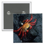 Sally Lightfoot Crab Buttons