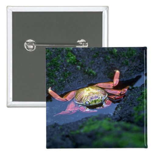 Sally Lightfoot Crab Entering Water Button