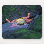 Sally Lightfoot Crab Entering Water Mouse Pad