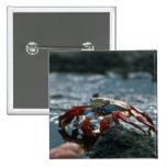 Sally Lightfoot Crab Pin