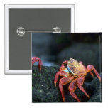 Sally Lightfoot Crabs Buttons