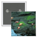 Sally Lightfoot Crabs Pinback Buttons