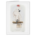 Salmon-crested cockatoo cards