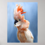 Salmon Crested Cockatoo Fine Art Prints