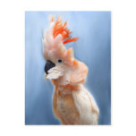 Salmon Crested Cockatoo Postcards