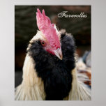Salmon Faverolles Rooster posters