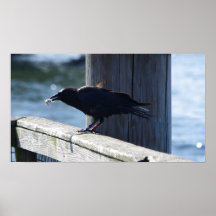 Salmon Fishing Crow Posters