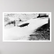 Salmon Jumping Alaska 1907 Poster