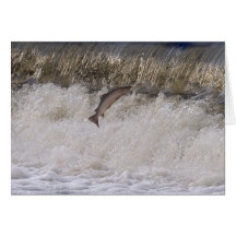 Salmon Jumping Greeting Card