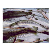 Salmon Post Cards