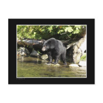 "Salmon Spotting" Black Bear Gifts