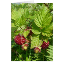 Salmonberry on Unalaska Island