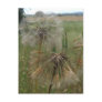 Salsify Seeds in Field Notes Card Post Card