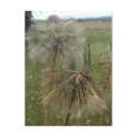 Salsify Seeds in Field Notes Card postcards