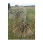 Salsify Seeds in Field Postcard