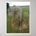 Salsify Seeds in Field Prints & Posters