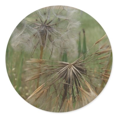 Salsify Seeds in Field Stickers by wingedturtle