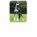 Saluki t-shirts