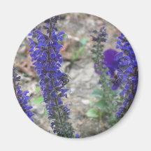 Salvia ~ First Bloom Fridge Magnet
