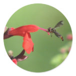 Salvia & Native Bee Sticker