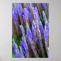Salvia Poster