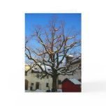 salzburg snow tree cards