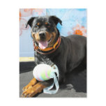 SambaPaTi - Rottweiler -3 Post Cards